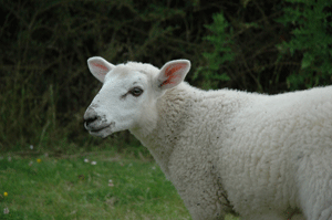 Curious pet lamb