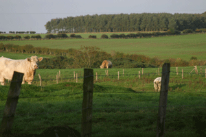 Looking across cow pasture