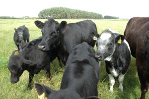 Curious cattle