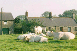 Charolais relaxing in front of Heather Cottage