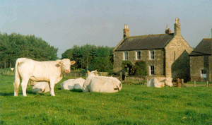 Charolais in front of the farmhouse