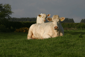 Charolais with her calf