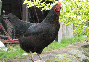Chicken visiting Heather cottage