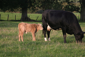 Cow and calf