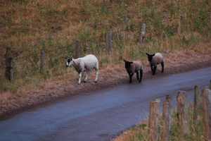 Mother and lambs heading home
