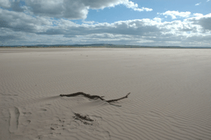 Driftwood on a local beach