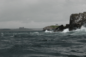 Farne Islands