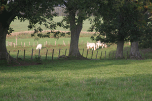 Cow and calf in East Quarry