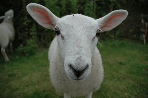 A curious pet lamb