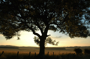 Sunset in the long field