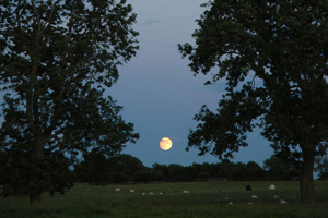 Moon over the front field