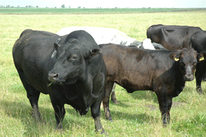 The Aberdeen Angus bull