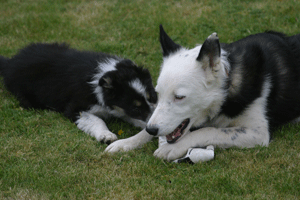 Pip and Skye