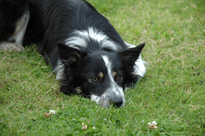 Pip watching sheep