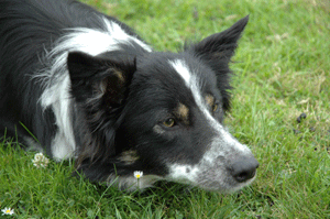 Pip concentrating on her work