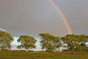 Rainbow in the front field