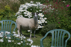 Sheep trespassing in cottage garden