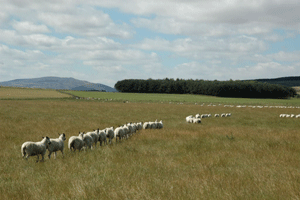Sheep on a walk
