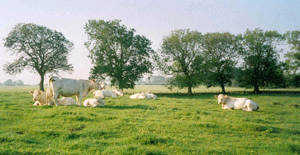 Looking over the front field